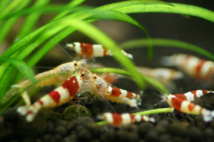 アップロードファイル 101-1.jpg