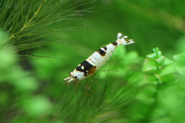 アップロードファイル 101-4.jpg