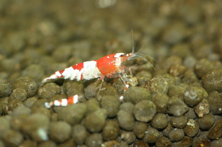 アップロードファイル 101-5.jpg