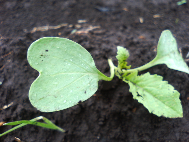 アップロードファイル 102-1.jpg