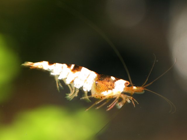 アップロードファイル 108-4.jpg