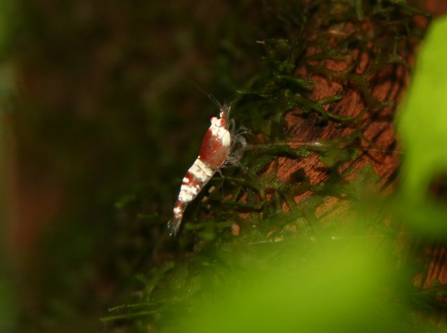 アップロードファイル 116-1.jpg