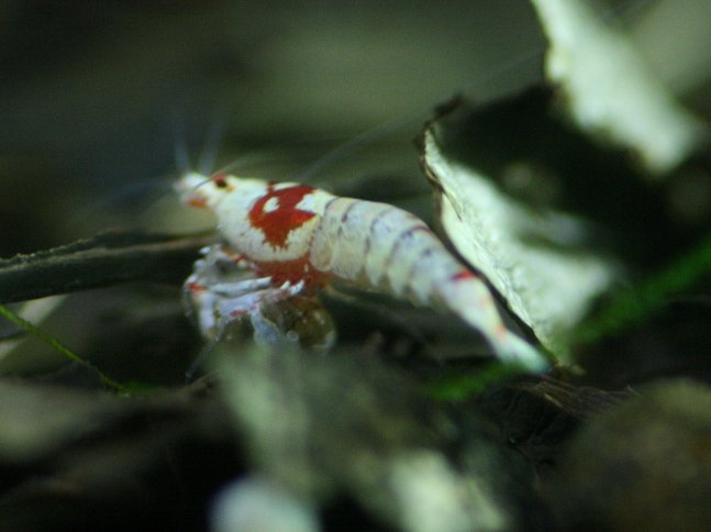 アップロードファイル 116-2.jpg