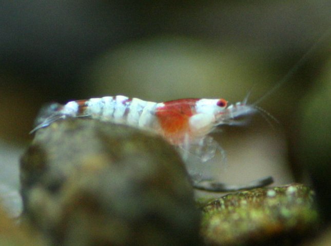 アップロードファイル 116-3.jpg