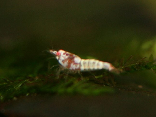 アップロードファイル 116-5.jpg