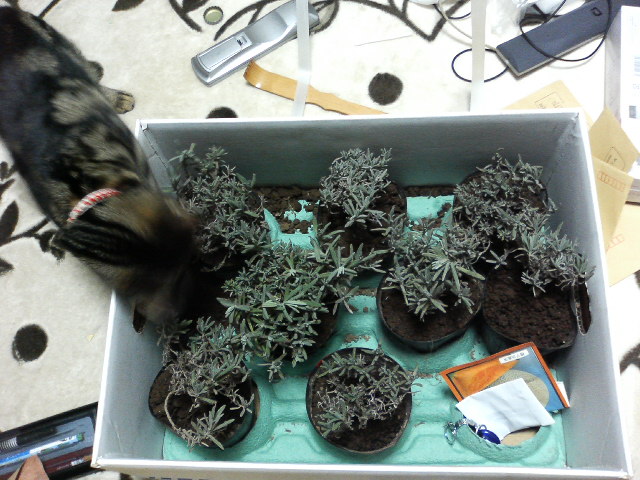 アップロードファイル 118-1.jpg