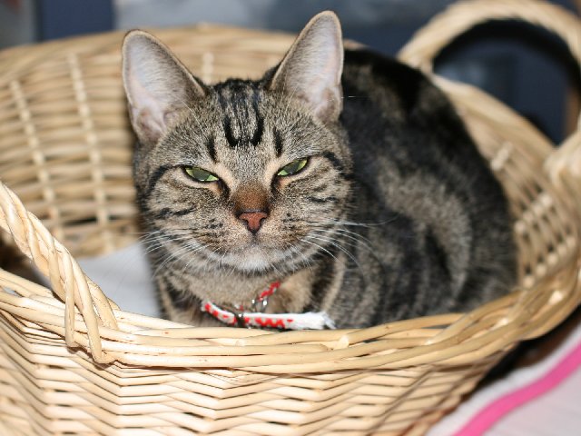 アップロードファイル 118-2.jpg