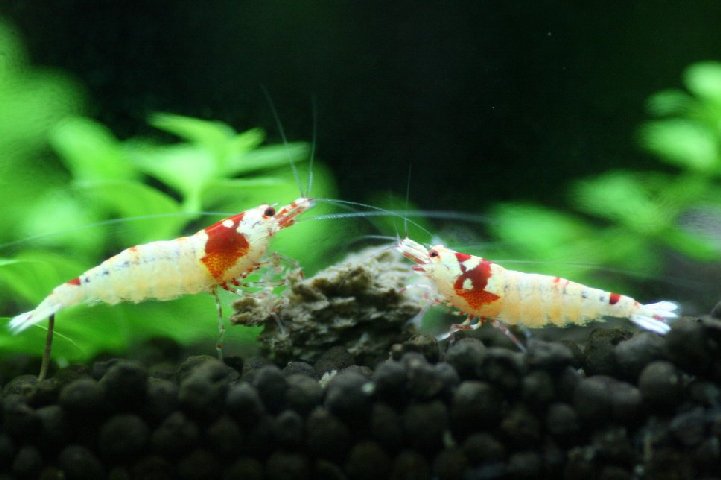 アップロードファイル 127-2.jpg