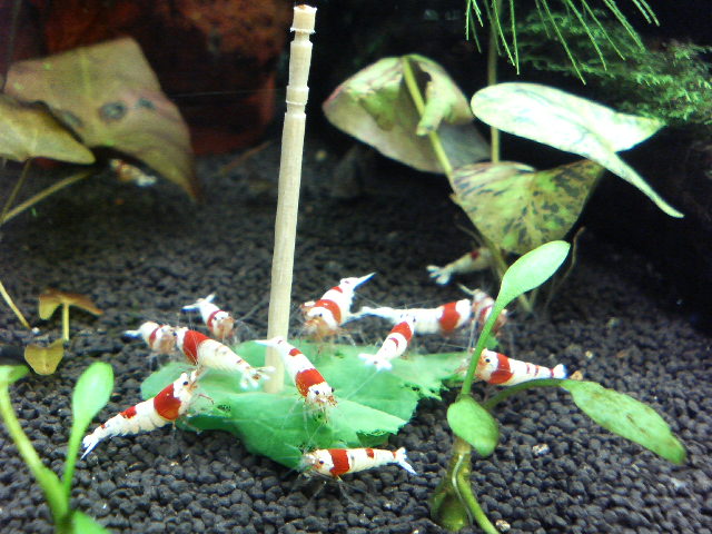 アップロードファイル 129-1.jpg