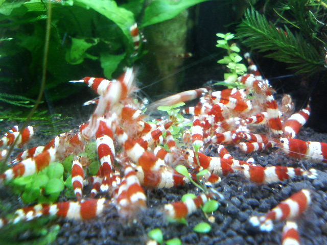 アップロードファイル 13-1.jpg