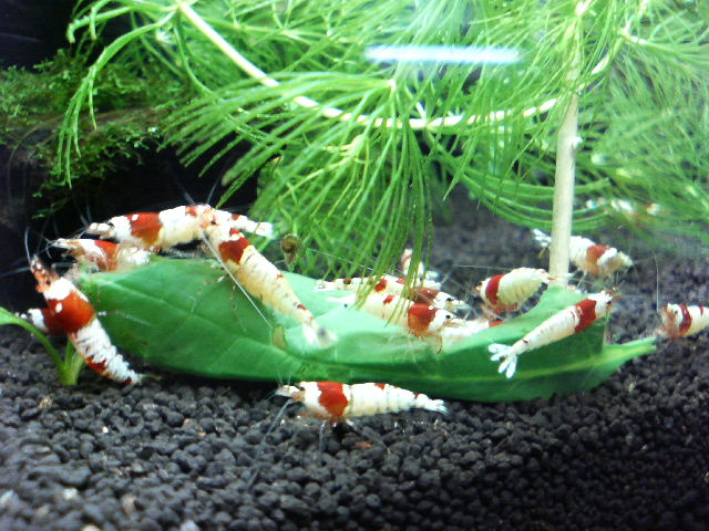 アップロードファイル 132-2.jpg