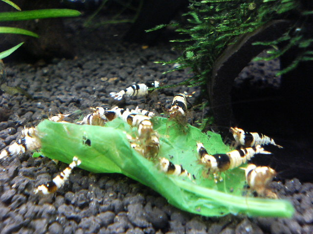 アップロードファイル 132-3.jpg