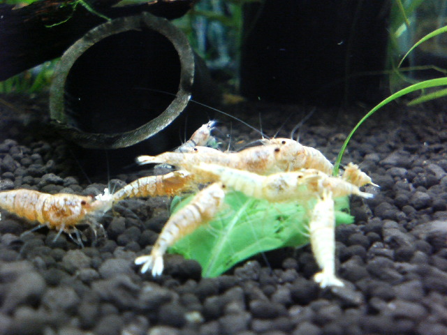 アップロードファイル 132-4.jpg