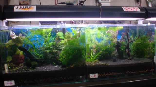 アップロードファイル 136-1.jpg