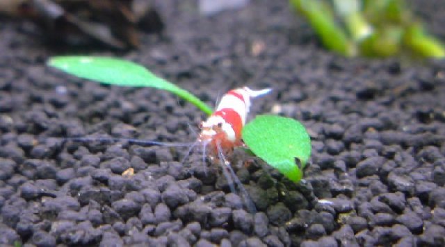 アップロードファイル 136-4.jpg