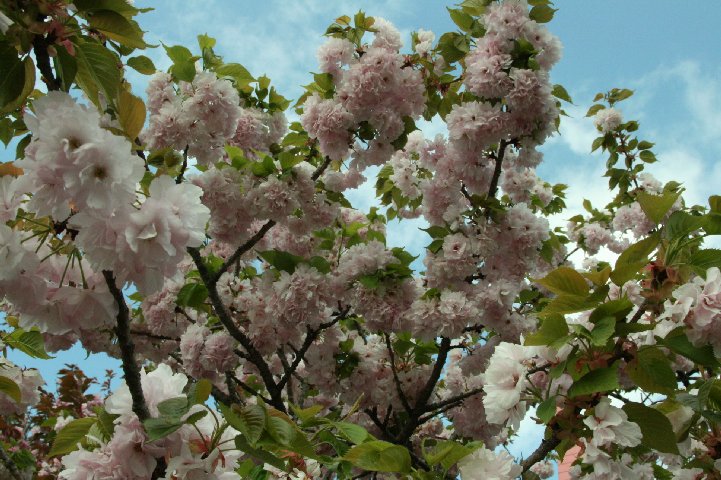 アップロードファイル 140-4.jpg