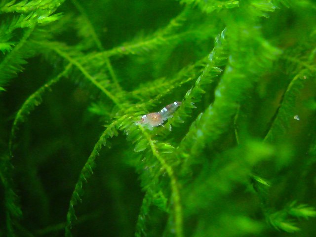 アップロードファイル 144-1.jpg