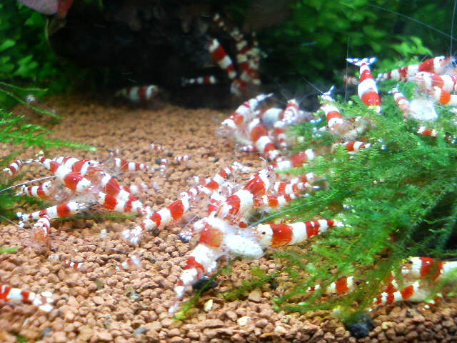 アップロードファイル 15-1.jpg