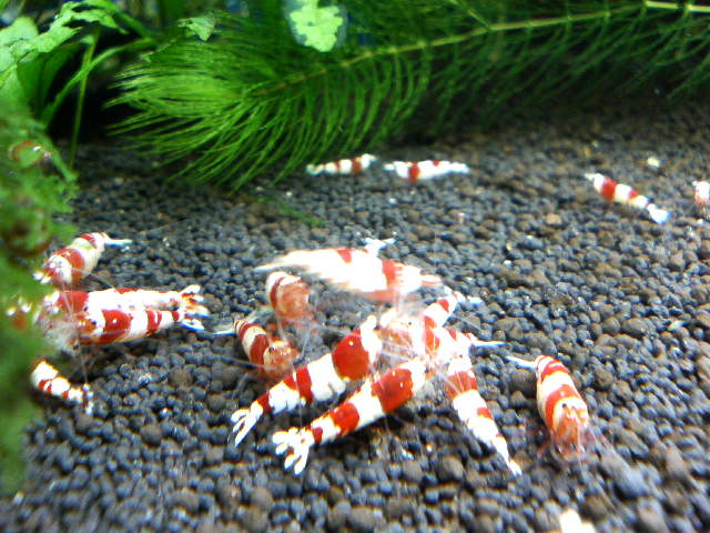 アップロードファイル 15-2.jpg