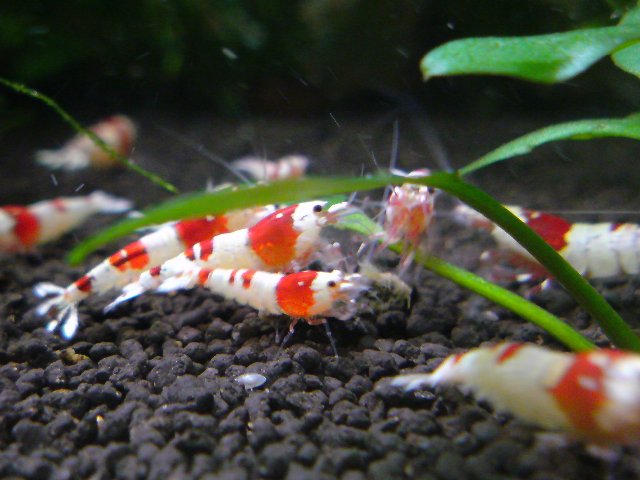 アップロードファイル 155-1.jpg