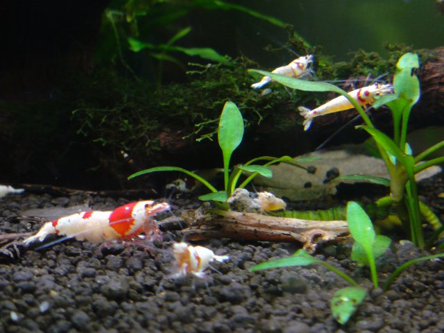 アップロードファイル 155-2.jpg