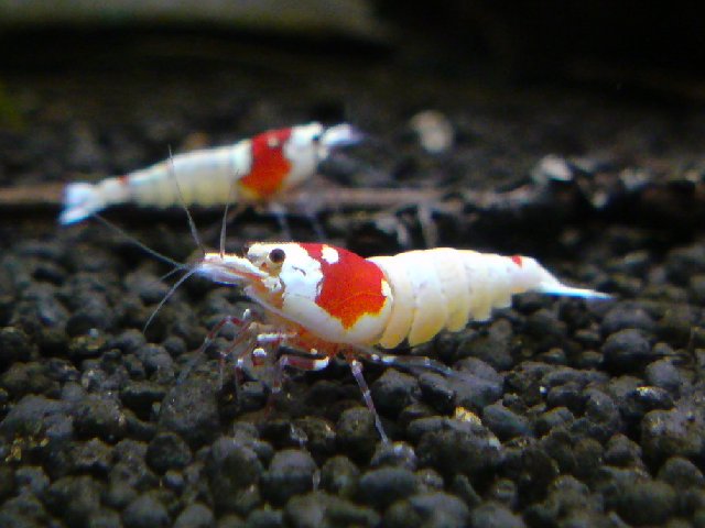 アップロードファイル 155-3.jpg