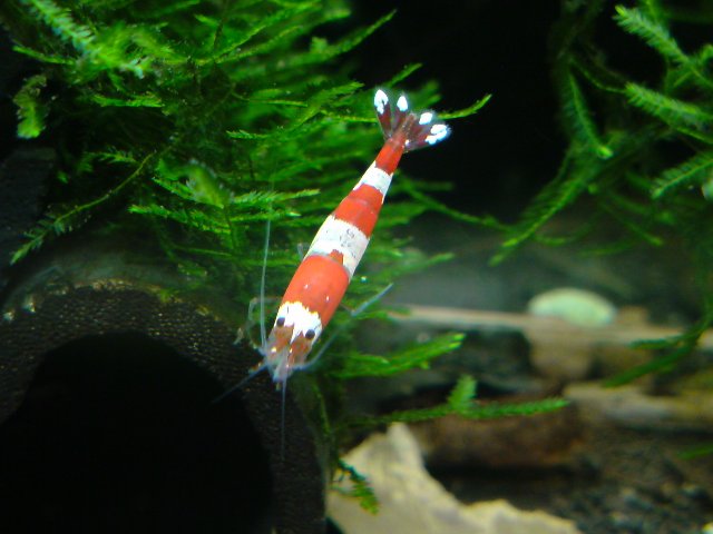 アップロードファイル 155-4.jpg