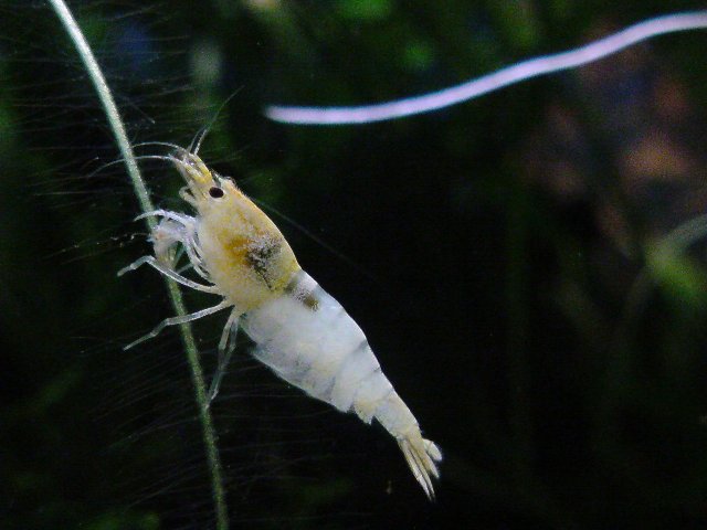 アップロードファイル 155-5.jpg