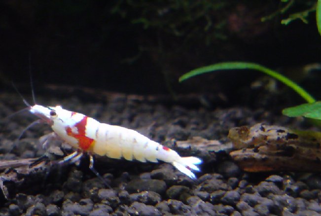 アップロードファイル 158-2.jpg