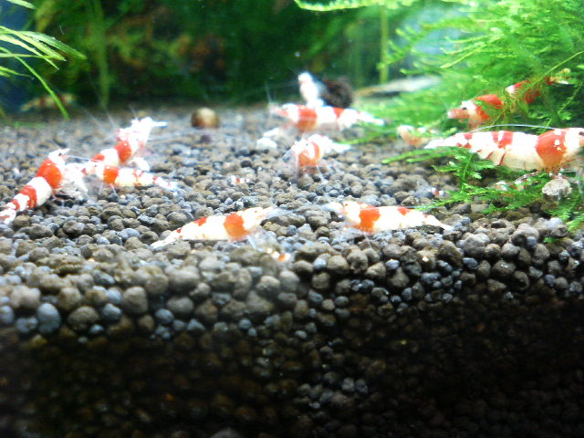 アップロードファイル 16-1.jpg