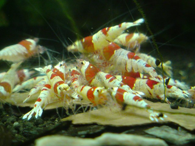 アップロードファイル 162-3.jpg