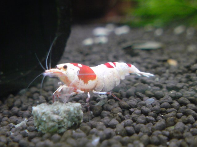 アップロードファイル 163-5.jpg