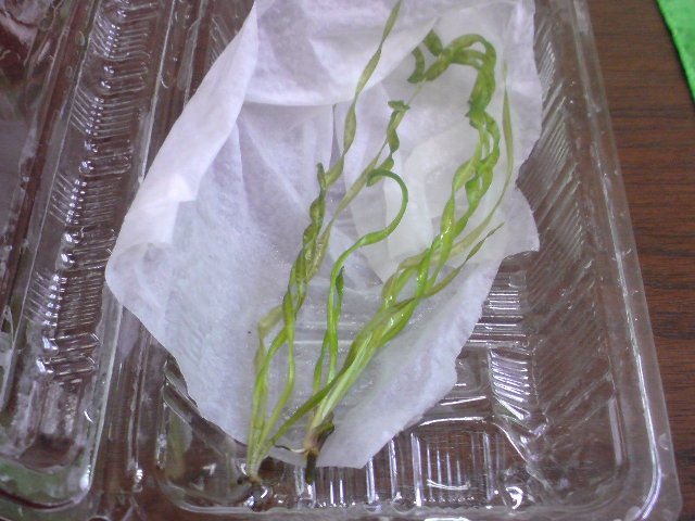 アップロードファイル 171-1.jpg