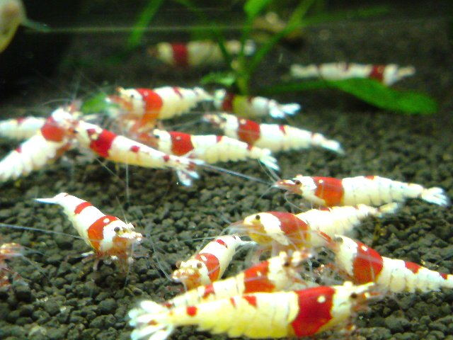 アップロードファイル 180-2.jpg