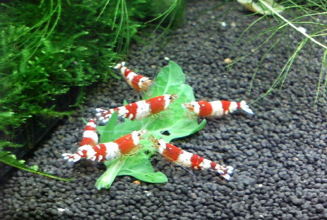 アップロードファイル 181-2.jpg