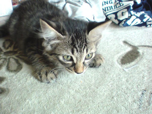 アップロードファイル 188-1.jpg