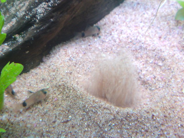 アップロードファイル 203-6.jpg