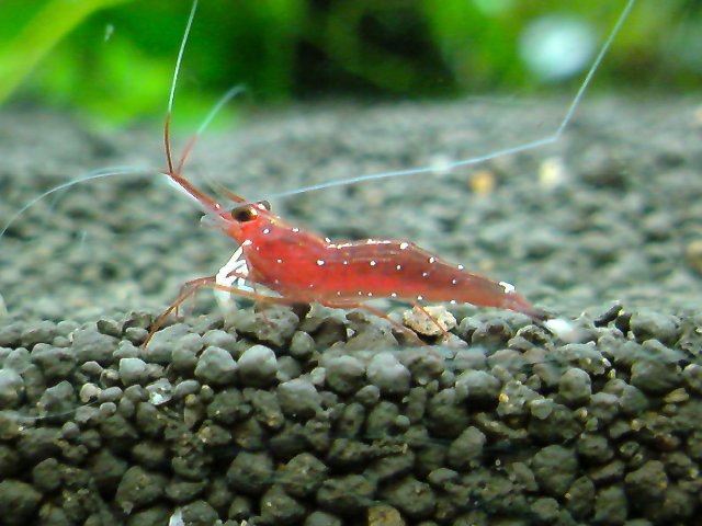 アップロードファイル 209-2.jpg