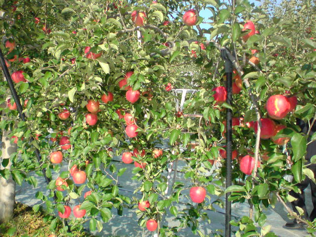 アップロードファイル 227-6.jpg