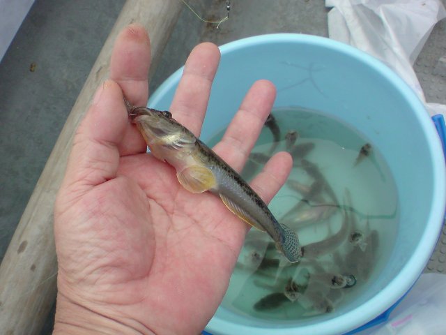 アップロードファイル 241-5.jpg