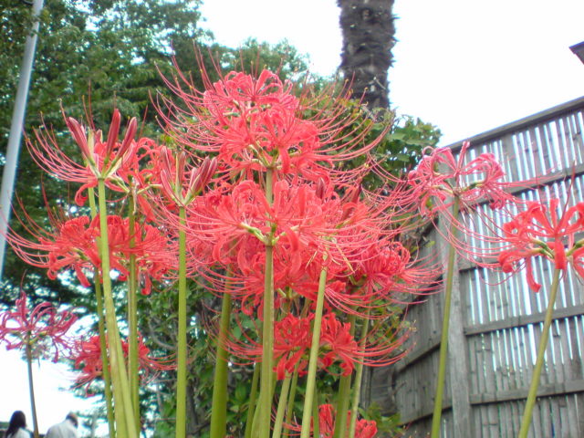 アップロードファイル 245-1.jpg