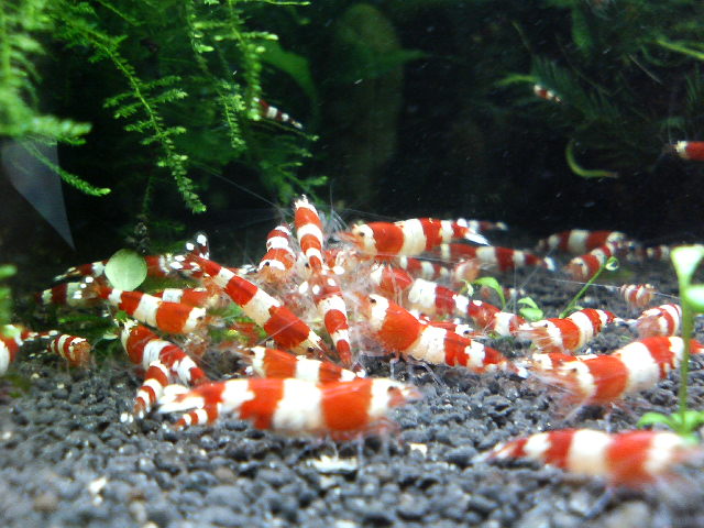 アップロードファイル 27-2.jpg