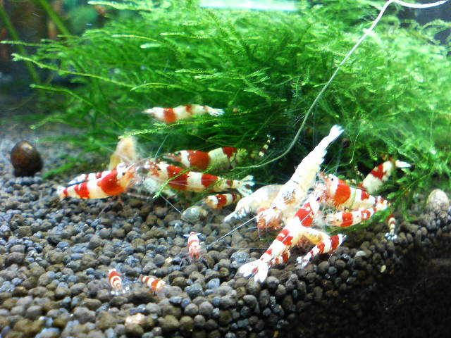 アップロードファイル 33-1.jpg