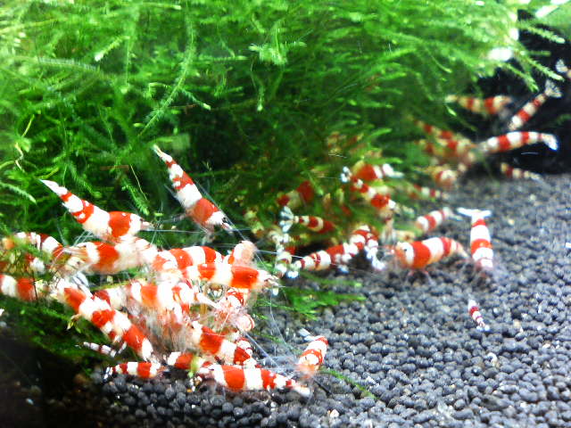 アップロードファイル 33-2.jpg