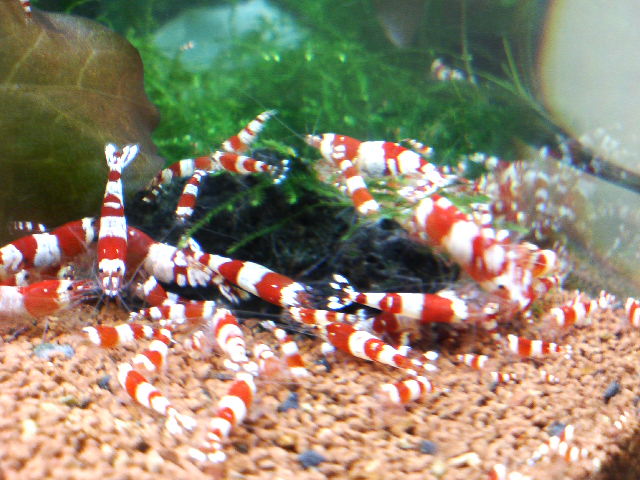 アップロードファイル 33-3.jpg