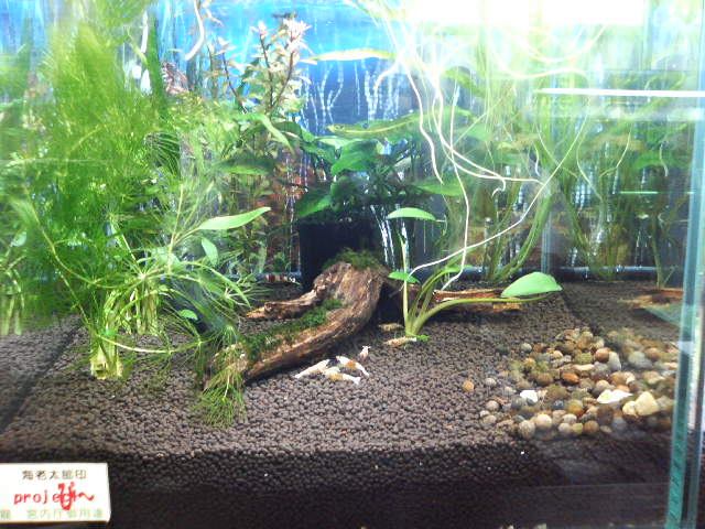 アップロードファイル 38-1.jpg