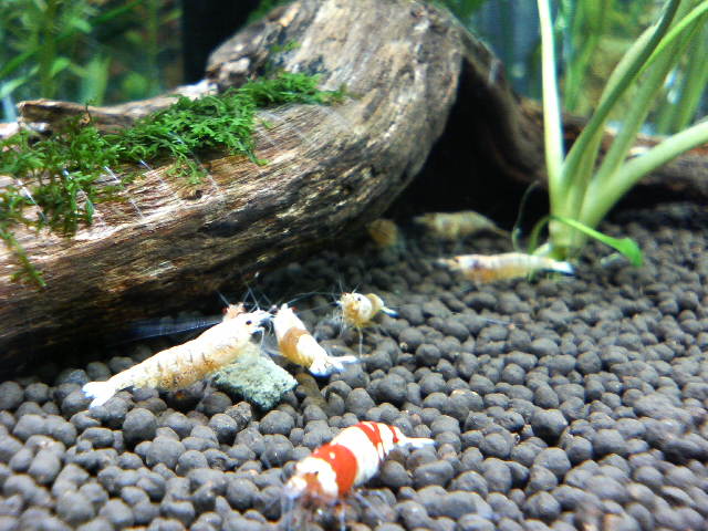 アップロードファイル 38-3.jpg