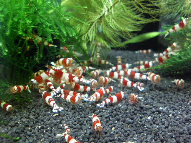 アップロードファイル 40-1.jpg