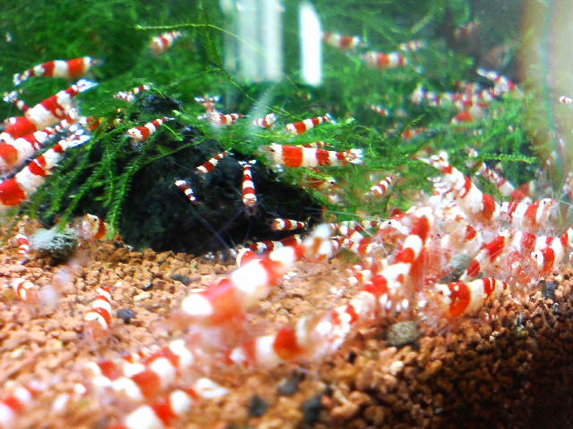 アップロードファイル 40-2.jpg