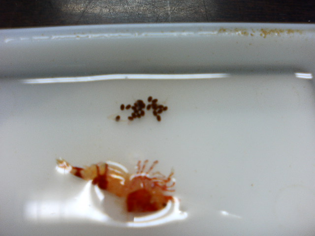 アップロードファイル 43-1.jpg